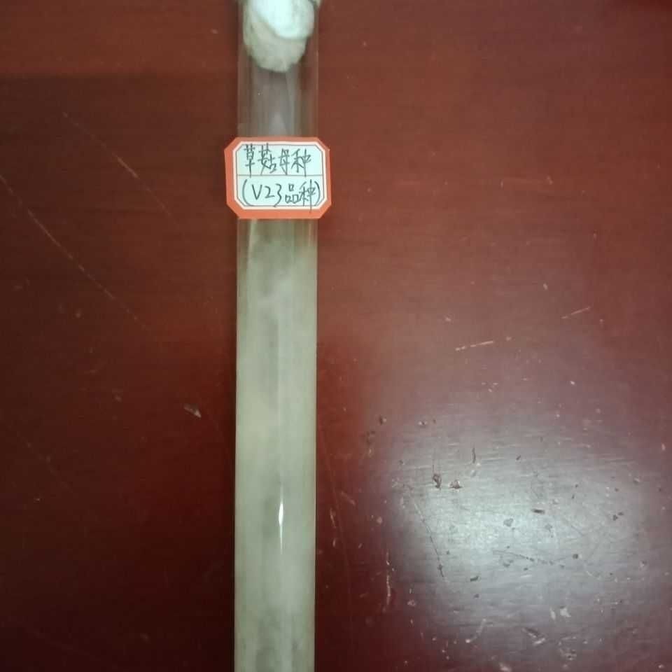 草菇母种草菇试管种草菇一级母种菌种