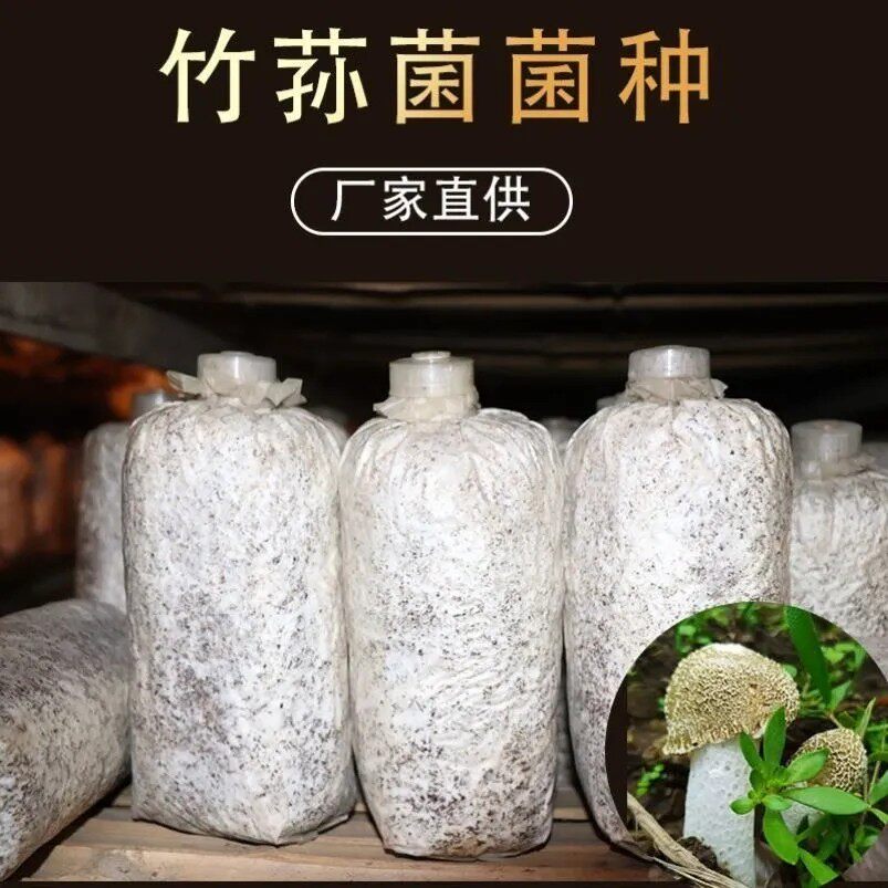 竹荪栽培种竹荪三级种竹荪菌种林下种植