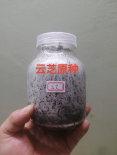 云芝原种云芝二级种云芝菌种