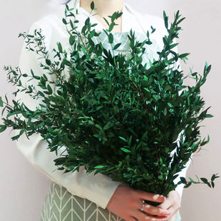 新款细尤加利叶干花永生花桉树叶干花热卖家居装饰浴室装饰