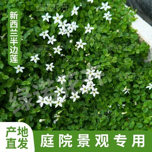 新西兰半边莲花苗地被六倍利多年耐热开花可垂吊草坪贴地铺面常绿