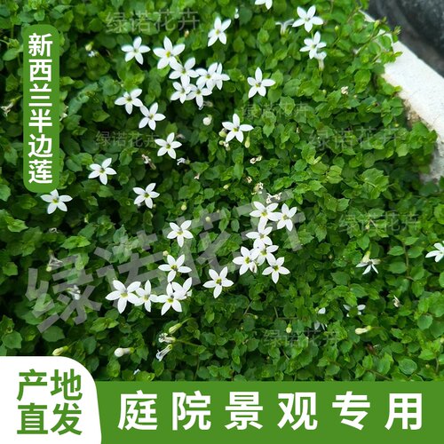 新西兰半边莲花苗草坪匍匐常绿