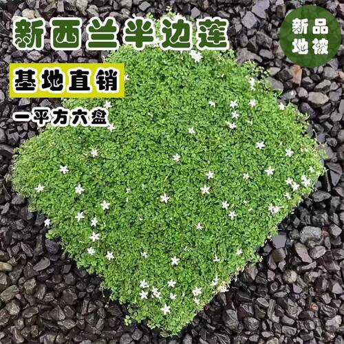 新西兰半边莲地被宿根六倍利