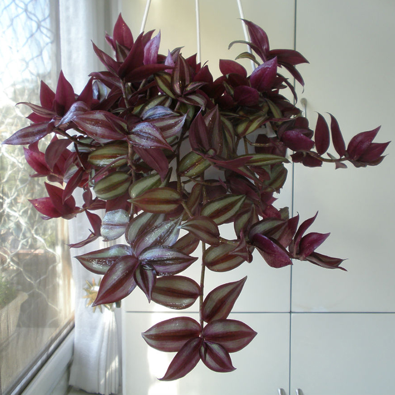 紫叶吊竹梅吊兰绿植盆栽花 垂吊爬藤花卉室内桌面客厅观叶植物