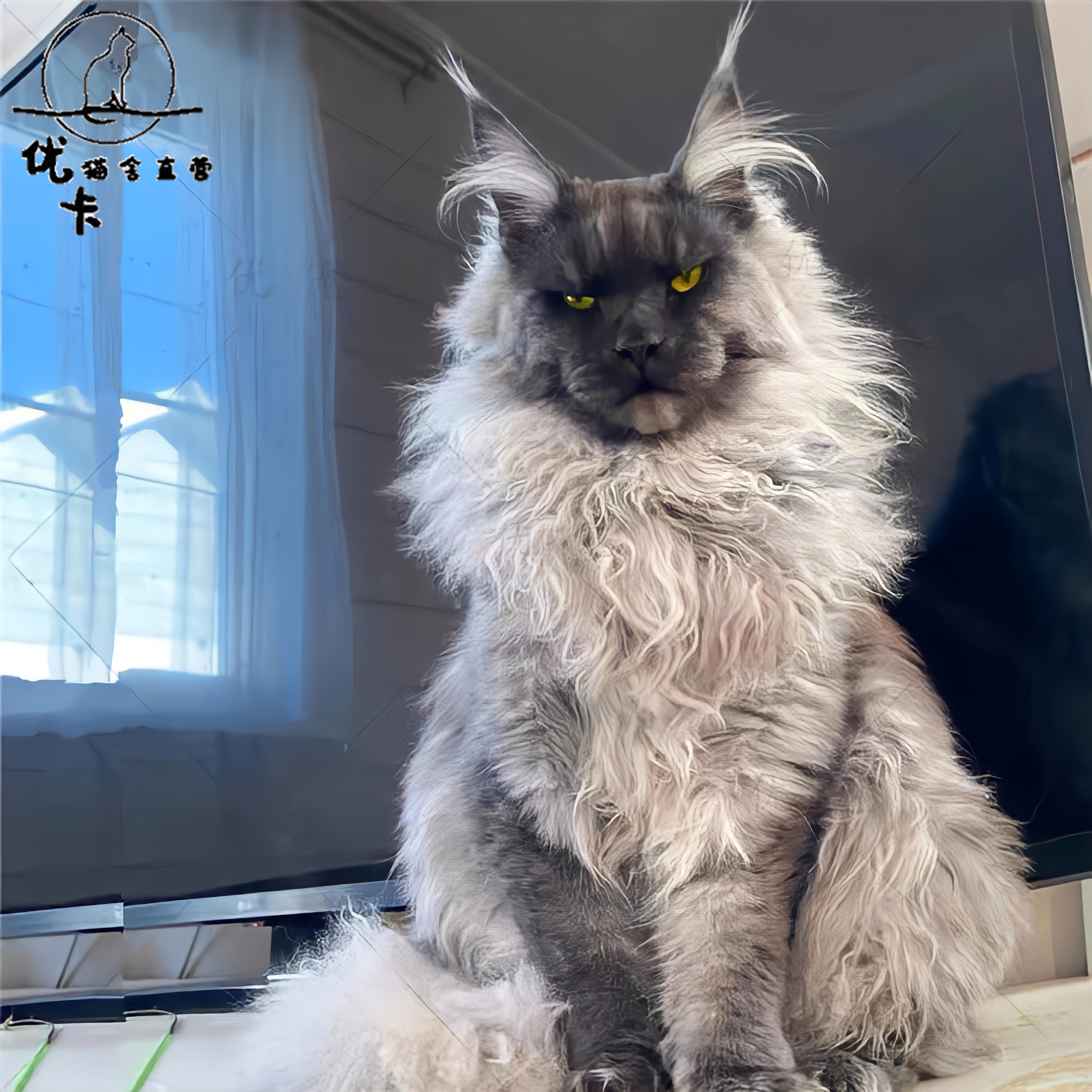 赛级缅因猫纯种巨型烟灰色幼猫俄罗斯血统库恩猫银虎斑宠物猫舍