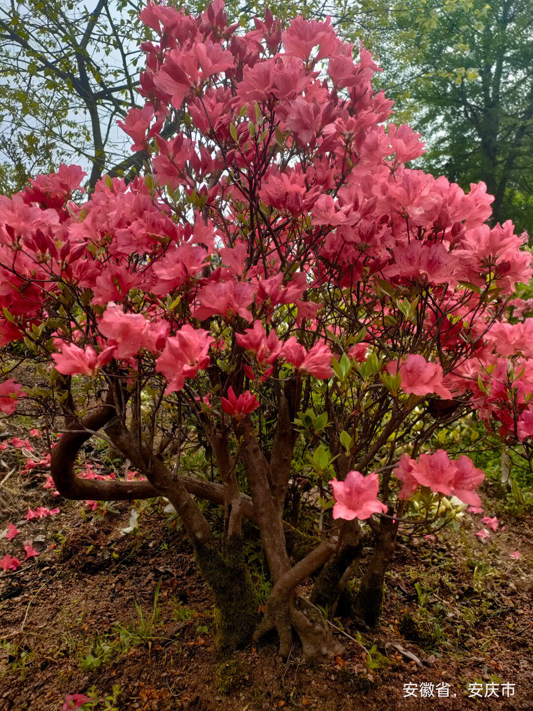 正宗映山红树盆景当年开花杜鹃南方北方种植抗寒抗冻映山红