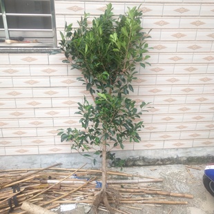 榕树小叶榕独木成林四季常青风景树室内外苗木庭院园林绿化