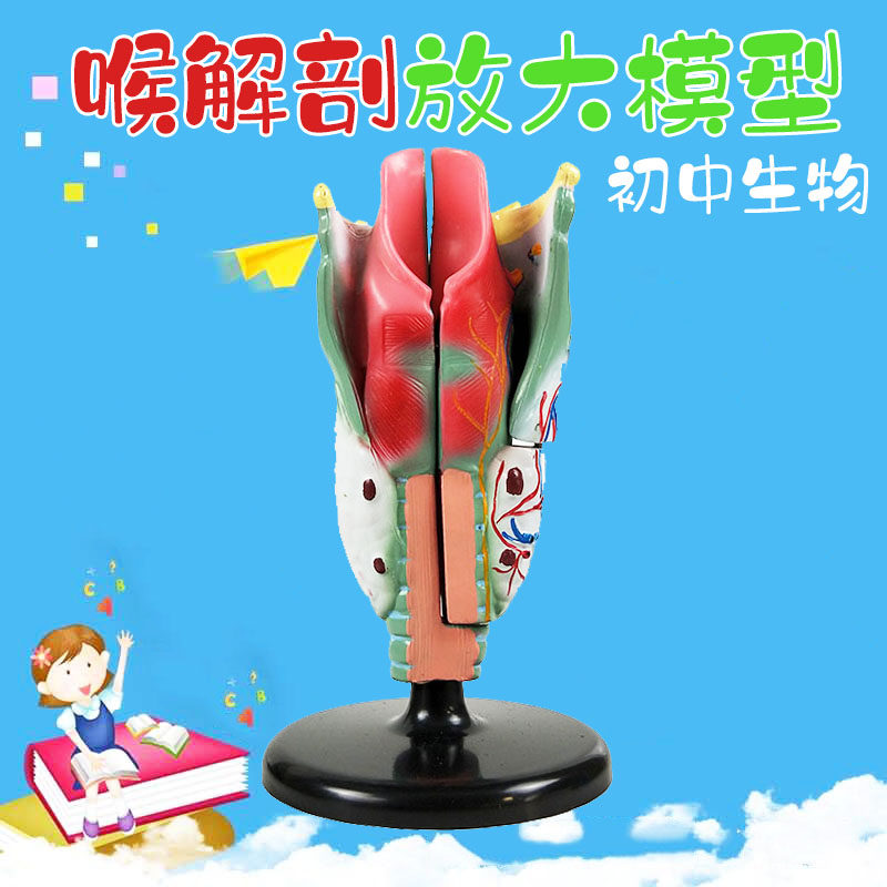解剖 喉头放大 呼吸道发音器官生物耳鼻喉科 喉部血管甲状腺喉结喉咙