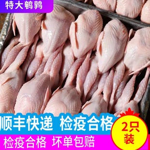 新鲜现杀鹌鹑肉烧烤食材生鲜食用冷冻2只 特大母鹌鹑顺丰快递