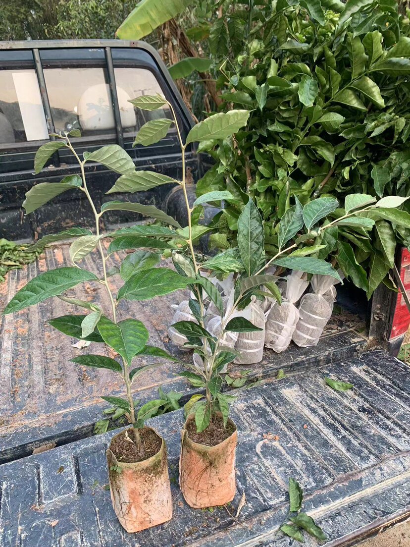 羊奶果树苗带土带叶盆栽地栽种植德甜二号羊奶果苗超大果超甜不酸