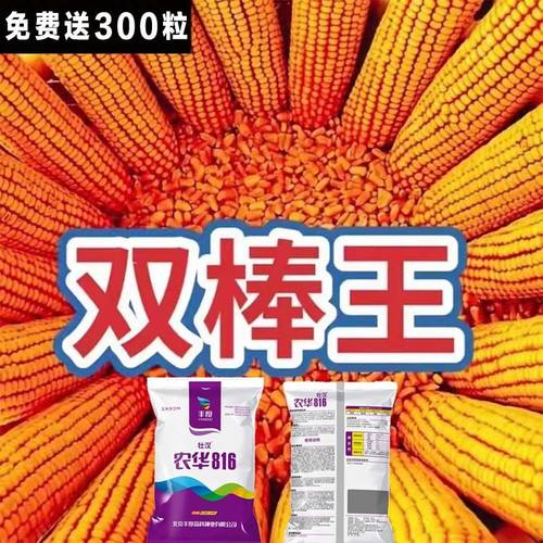 原装正品玉米种子大全优质矮杆抗病抗旱大棒双胞胎紫杆高产农科院