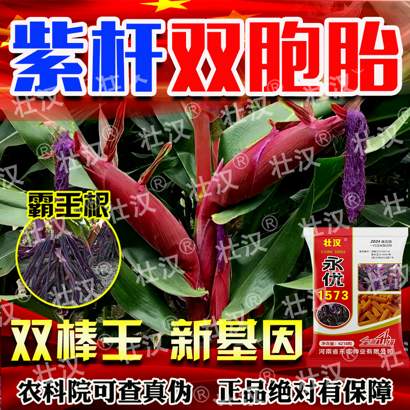 高产玉米种子矮杆抗倒伏抗病大棒细轴不秃尖双胞胎双棒国审新品种