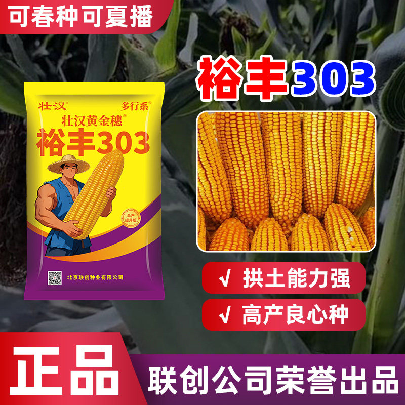 裕丰303玉米种子国审正品抗倒抗旱高产大棒高芽率农科院苞米