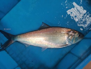 江阴特产鲥鱼新鲜 鲜活淡水鲥鱼节日礼品一斤半顺丰包邮1条