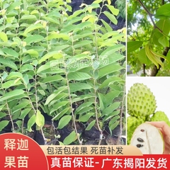 台湾凤梨释迦牛奶释迦番荔枝果苗释迦果苗树嫁接南方种植当年结果