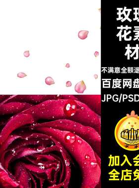 TP-33粉红色玫瑰花瓣高清图片七夕520背景海报JPG情人