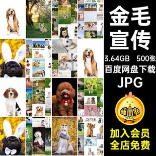 泰迪基法JPG纳宣传斗图片萨摩宠高清500张萌金毛瑞名犬柯宠物狗