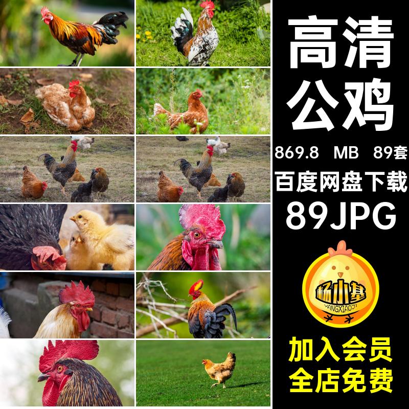 高清公鸡89JPG养鸡照片图片农村89套母鸡89套蛋蛋养殖蛋蛋养殖