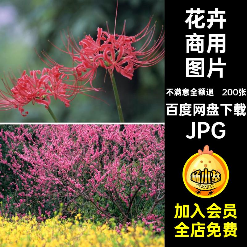 郁金香花朵花卉照片风景图片日系200张樱花向日葵JPG花田高清摄影
