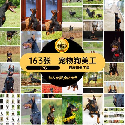 高清杜宾JPG素材宠物狗犬喷绘163张杜宾犬图片合成美工生物打印