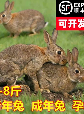 兔子活物1-8斤新西兰比利时青年肉兔食用大种兔繁殖家养活体宠物