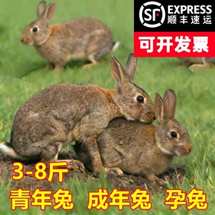 兔子活物1-8斤新西兰比利时青年肉兔食用大种兔繁殖家养活体宠物