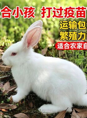 兔子活物肉兔大种兔幼崽