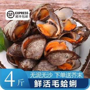 鲜活毛蚶毛蛤蜊毛蚬子现捕现发鲜活大蛤蜊海鲜贝类水产非血蛤