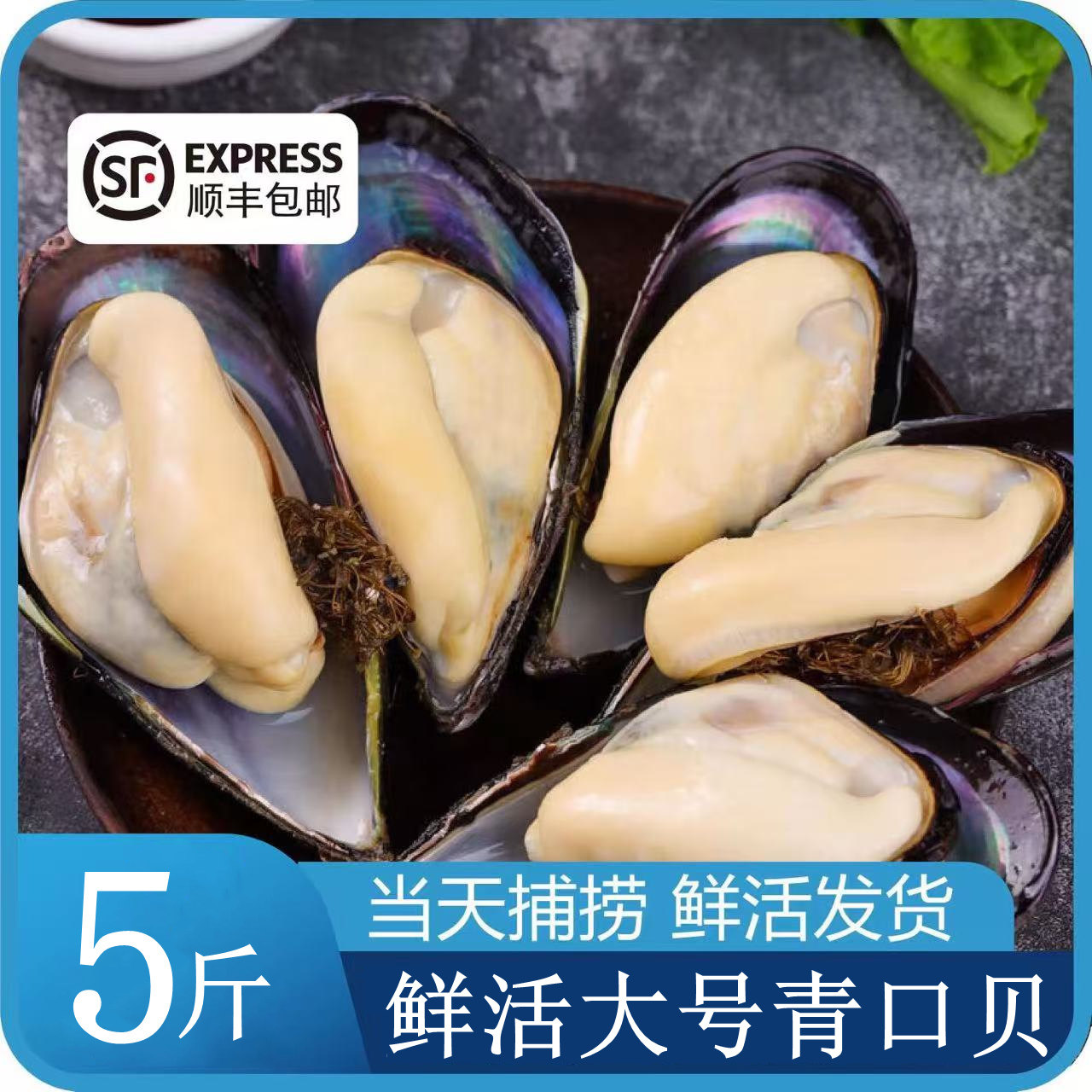 青口贝鲜活海鲜新鲜包肥整箱大号水产无沙海虹贝类淡菜野生贻贝