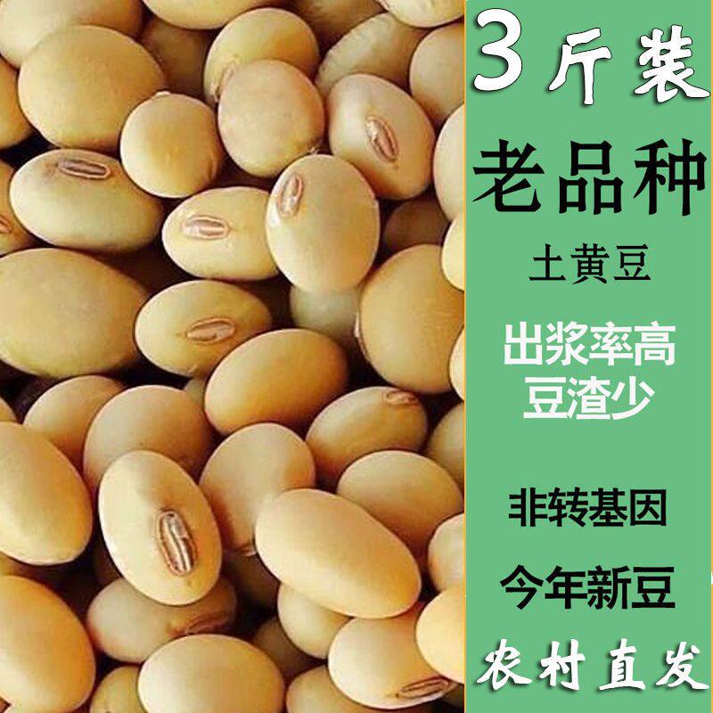 黄豆农家笨黄豆椭圆