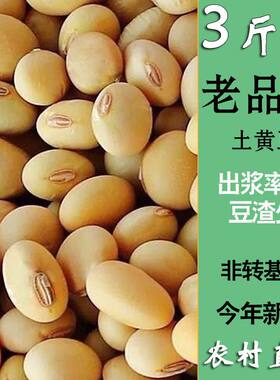 黄豆农家笨黄豆椭圆