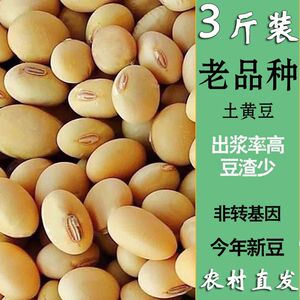 黄豆农家笨黄豆椭圆