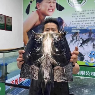 现杀保鲜 正宗千岛湖活鱼鳙鱼新鲜大鱼头胖头鱼鲜活大头花鲢鲢鱼