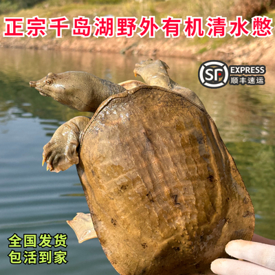 千岛湖有机甲鱼鲜活老鳖