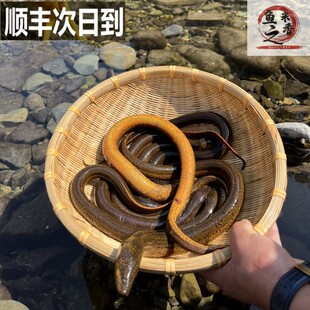 正宗千岛湖黄鳝农村稻田长鱼鲜活黄鳝鱼顺丰快递活体