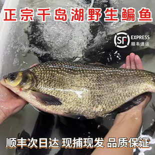 正宗千岛湖鳊鱼淡水鳊鱼新鲜鱼 鲜活扁鱼鲜水产活鱼现杀快递
