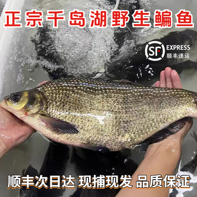 正宗千岛湖鳊鱼淡水鳊鱼新鲜鱼 鲜活扁鱼鲜水产活鱼现杀快递