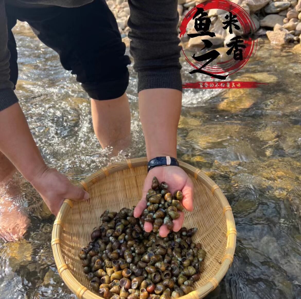 千岛湖特产清水螺丝水库小溪坑山鲜活螺蛳淡水野生活体深水3斤起