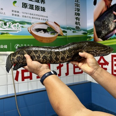 千岛湖鲜活大黑鱼水产