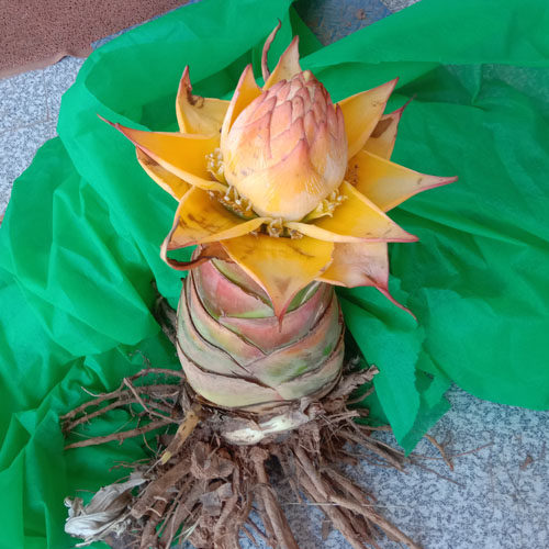 云南特产地涌金莲莲花 地方特色花卉 绿植包活  莲花盆景