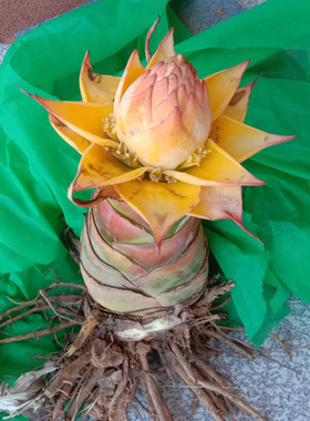 云南特产地涌金莲莲花 地方特色花卉 绿植包活  莲花盆景