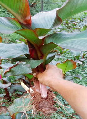 芭蕉芋 芭蕉芋种 芭蕉芋苗  芭蕉芋头 蕃芋 带根带芽