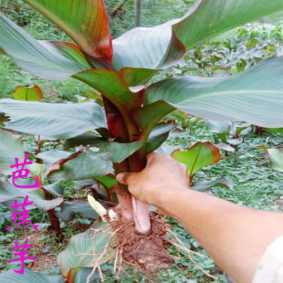 蕃芋 芭蕉芋 芭蕉芋头 芭蕉芋苗 带根带芽 芭蕉芋种