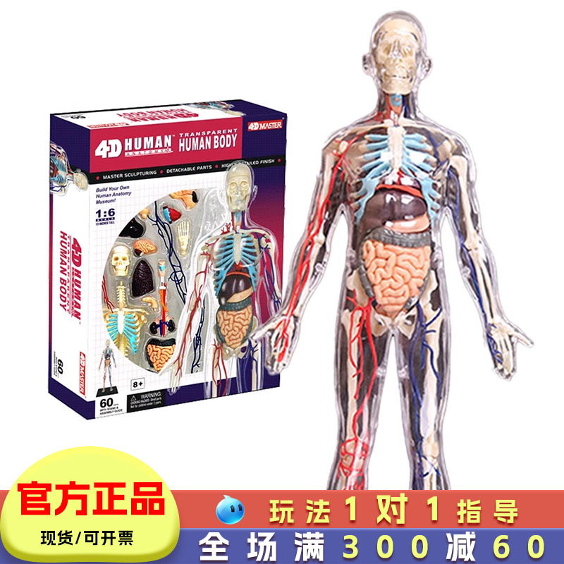 人体器官模型儿童科普玩具