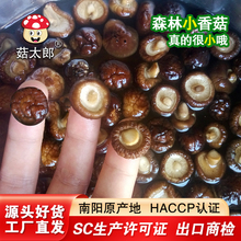 厂家直销爆款特小香菇干货新货金钱菇迷你冬菇珍珠菇批发价1.5-2