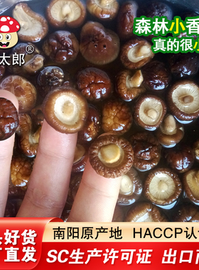 厂家直销爆款特小香菇干货新货金钱菇迷你冬菇珍珠菇批发价1.5-2