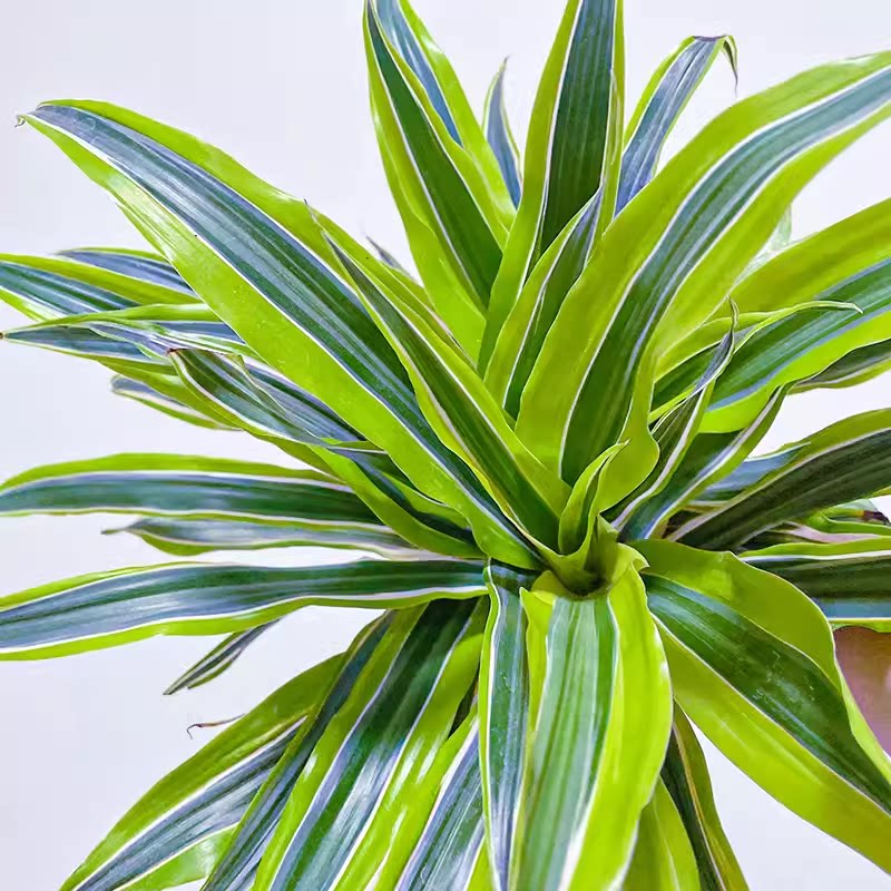 绿植盆栽巴西美人 金边铁 室内办公室花卉水培植物四季青叶吊兰