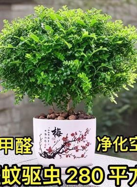 带盆正宗清香木胡椒木盆栽驱蚊草防虫绿植四季好养净化空气吸甲醛