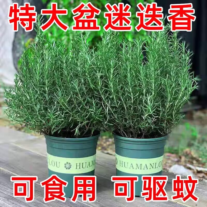 可食用迷迭香盆栽新鲜香料图片
