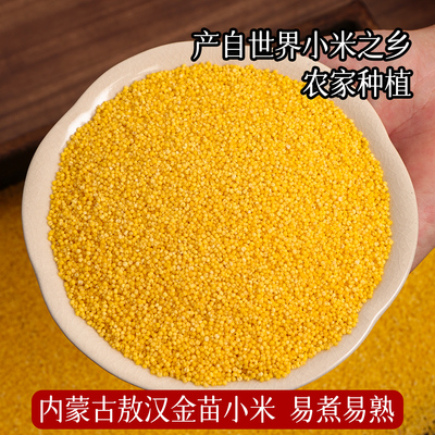 内蒙古敖汉金苗K1黄小米米油厚